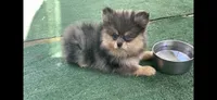 Merluna, a female Pomeranian for sale in Stockton, CA – 5 of 7