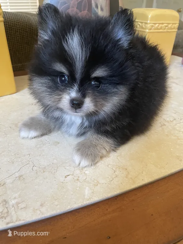 Gio – Pomeranian puppy for sale in Stockton, CA