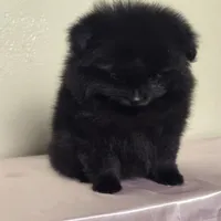 Lini, a female Pomeranian for sale in Stockton, CA – 2 of 4