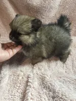 Sazzy, a female Pomeranian for sale in Stockton, CA – 6 of 6