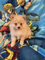 Nala, a female Pomeranian for sale in Stockton, CA – 4 of 5