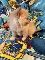 Nala, a female Pomeranian for sale in Stockton, CA – 2 of 5