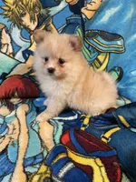Nala, a female Pomeranian for sale in Stockton, CA – 5 of 5