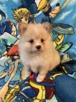 Nala, a female Pomeranian for sale in Stockton, CA – 3 of 5