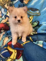 Nala, a female Pomeranian for sale in Stockton, CA – 1 of 5