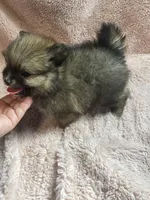Sazzy, a female Pomeranian for sale in Stockton, CA – 3 of 6