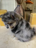 Luna, a female Pomeranian for sale in Stockton, CA – 5 of 8