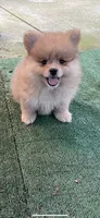 Nala, a female Pomeranian for sale in Stockton, CA – 3 of 8