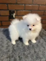 Mina, a female Pomeranian for sale in Stockton, CA – Photo 2 of 6