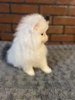 Mina, a female Pomeranian for sale in Stockton, CA – Photo 3 of 6