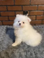 Mina, a female Pomeranian for sale in Stockton, CA – Photo 4 of 6