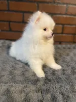 Mina, a female Pomeranian for sale in Stockton, CA – Photo 5 of 6