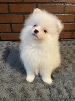 Mina, a female Pomeranian for sale in Stockton, CA – Photo 6 of 6