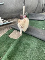 Estrella , a female Pomeranian for sale in Stockton, CA – 2 of 4