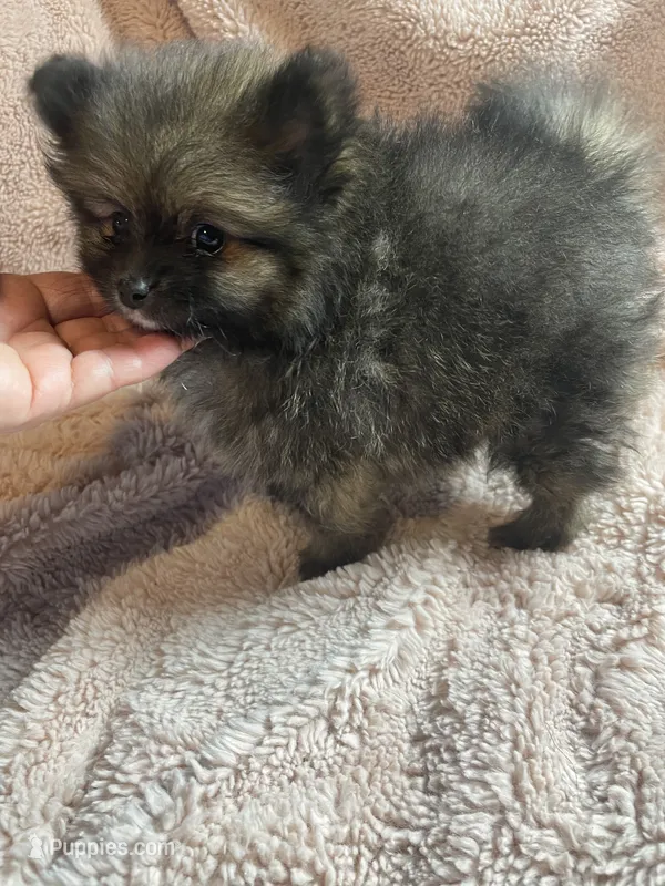 Nick – Pomeranian puppy for sale in Stockton, CA