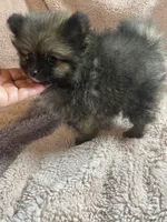 Nick, a male Pomeranian for sale in Stockton, CA – 5 of 6
