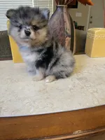 Luna, a female Pomeranian for sale in Stockton, CA – 5 of 6