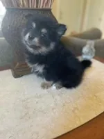 Nina, a female Pomeranian for sale in Stockton, CA – Photo 3 of 3