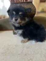 Nina, a female Pomeranian for sale in Stockton, CA – Photo 2 of 3