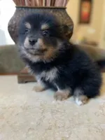 Nina, a female Pomeranian for sale in Stockton, CA – Photo 1 of 3