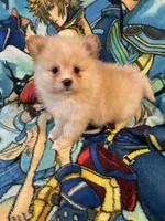 Estrella, a female Pomeranian for sale in Stockton, CA – 2 of 4