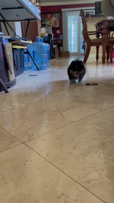 Gio, a male Pomeranian for sale in Stockton, CA – 6 of 6