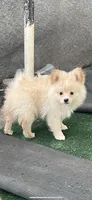 Estrella , a female Pomeranian for sale in Stockton, CA – 3 of 4