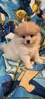 Mia, a female Pomeranian for sale in Stockton, CA – 3 of 3
