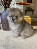 Ricko, a male Pomeranian for sale in Stockton, CA – 3 of 6