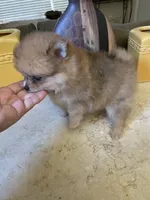Charly, a male Pomeranian for sale in Stockton, CA – 7 of 8