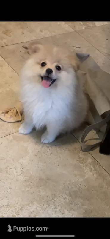 Nala – Pomeranian puppy for sale in Stockton, CA