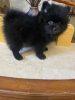 Bear , a male Pomeranian for sale in Stockton, CA – 5 of 7
