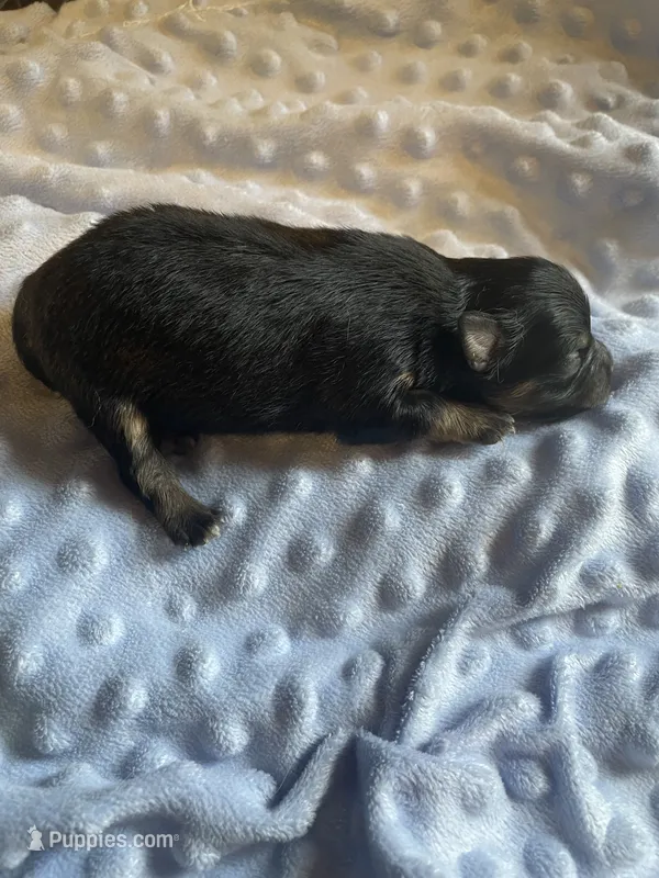 Nala – Pomeranian puppy for sale in Stockton, CA
