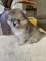 Ricko, a male Pomeranian for sale in Stockton, CA – 4 of 6