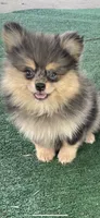 Merluna, a female Pomeranian for sale in Stockton, CA – 6 of 7