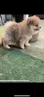 Nala, a female Pomeranian for sale in Stockton, CA – 8 of 8
