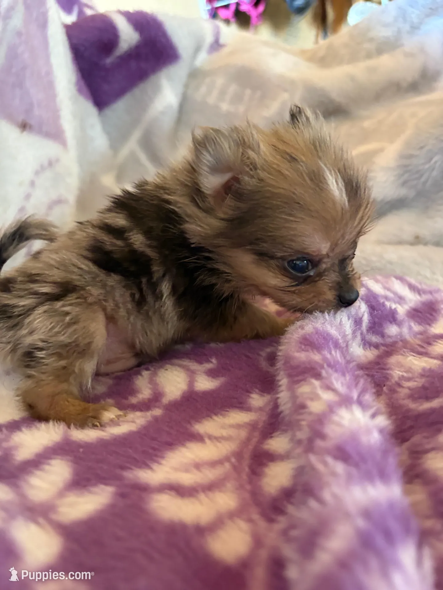 BUZZ, a male Pomeranian for sale in Laverne, OK – Photo 2 of 3