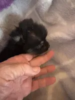 PRADA, a female Pomeranian for sale in Laverne, OK – Photo 5 of 5