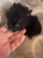 PRADA, a female Pomeranian for sale in Laverne, OK – Photo 3 of 5