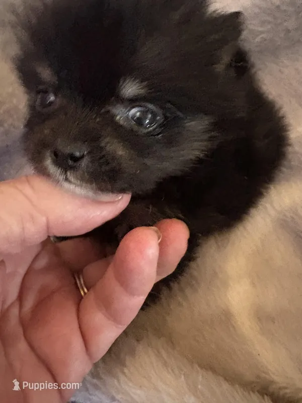 PRADA – Pomeranian puppy for sale in Laverne, OK