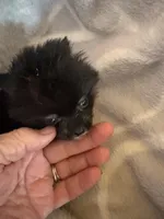 PRADA, a female Pomeranian for sale in Laverne, OK – Photo 4 of 5