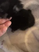 PRADA, a female Pomeranian for sale in Laverne, OK – Photo 2 of 5