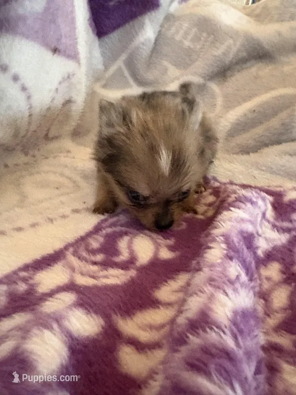 BUZZ – Pomeranian puppy for sale in Laverne, OK