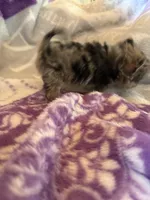 BUZZ, a male Pomeranian for sale in Laverne, OK – Photo 3 of 3