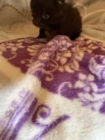 cocoa, a female Pomeranian for sale in Laverne, OK – Photo 2 of 3