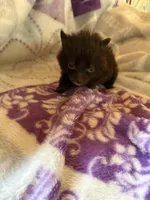 cocoa, a female Pomeranian for sale in Laverne, OK – Photo 3 of 3