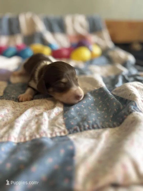 Lane  – Miniature Dachshund puppy for sale in Cleo Springs, OK