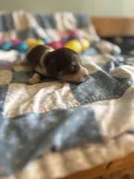 Lane , a male Miniature Dachshund for sale in Cleo Springs, OK – Photo 2 of 6