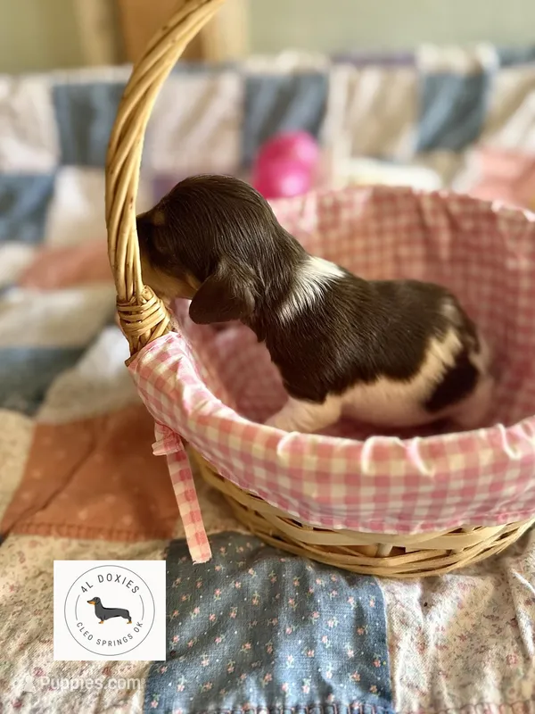 Lane  – Miniature Dachshund puppy for sale in Cleo Springs, OK