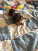 Lane , a male Miniature Dachshund for sale in Cleo Springs, OK – Photo 5 of 6